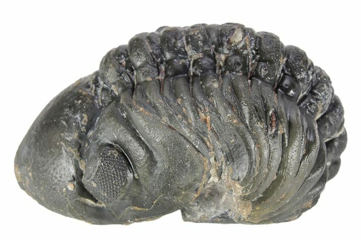 Enrolled, Reedops Trilobite - Atchana, Morocco #252785